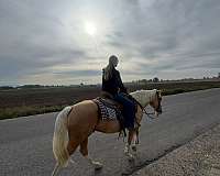 palomino-ranch-horse