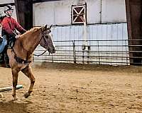 all-around-quarter-horse