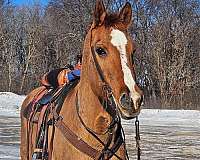 athletic-quarter-horse