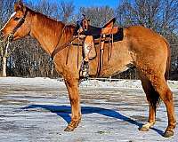 barrel-quarter-horse
