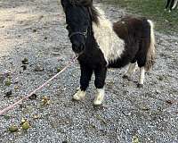 miniature-filly