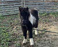 black-white-amha-filly
