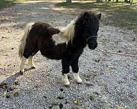 miniature-horse-for-sale