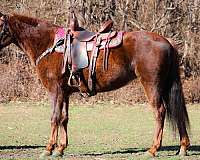livestock-mare