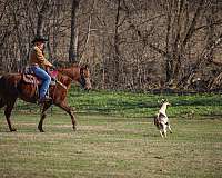 used-for-ranch-work-mare