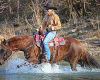 all-quarter-horse
