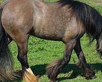 dun-gypsy-vanner-broodmare