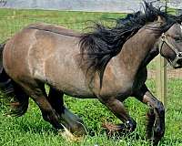 grulla-gypsy-vanner-broodmare