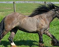 roan-gypsy-vanner-mare