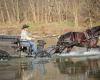 all-around-percheron-horse