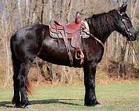 athletic-percheron-horse
