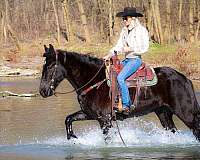 beginner-percheron-horse