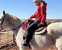 athletic-draft-horse