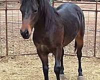 project-working-colt-yearling