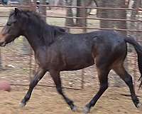 breeding-welsh-pony