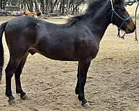 playday-welsh-pony