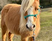 all-around-shetland-pony