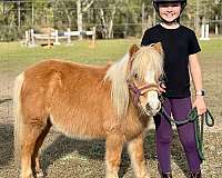 beginner-shetland-pony