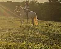 pinto-hunter-under-pony