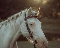 hunter-under-quarter-pony