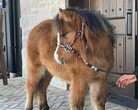 ponies-appy-appaloosa-pony
