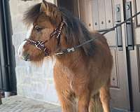 bay-dunskin-appaloosa-filly
