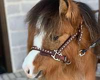 ponies-appy-filly
