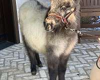 mini-filly-yearling