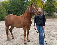 sorrel-white-heel-horse