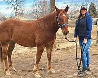 sorrel-white-roping-horse