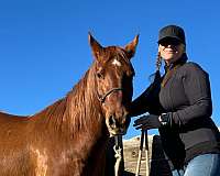 sorrel-white-trick-horse
