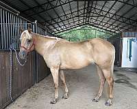 horse-camp-mare