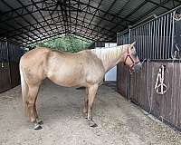 adult-quarter-horse
