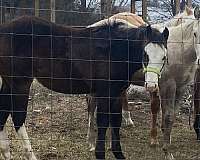 bald-face-2-hind-socks-horse
