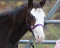 bay-overo-bald-face-2-hind-socks-horse