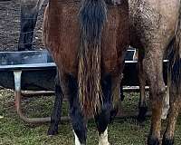 all-around-ranch-mare-yearling