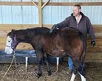 apha-mare-yearling