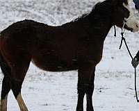 flu-paint-horse