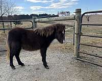 miniature-colt