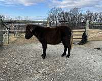 miniature-horse-for-sale