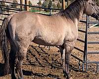 fiddle-on-jack-quarter-horse