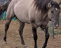 homozygous-stallion-for-sale-quarter-horse