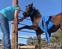 grey-therapy-pony