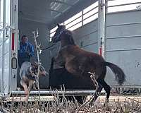 barrel-racing-welsh-pony