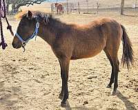 beginner-welsh-pony