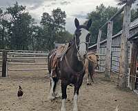 athletic-clydesdale-horse