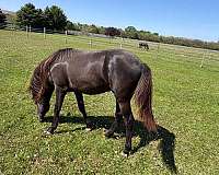 smokey-black-rmha-horse
