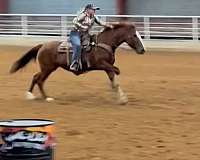athletic-mustang-horse