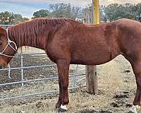 barrel-racing-mustang-horse