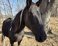 mare-tennessee-walking-horse